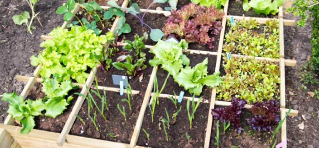 Les carrés de potager