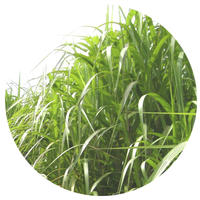 rubrique_environnement_agriculture-durable_miscanthus